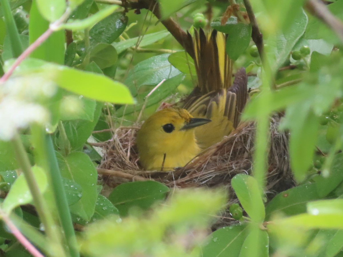 Yellow Warbler - ML620243346