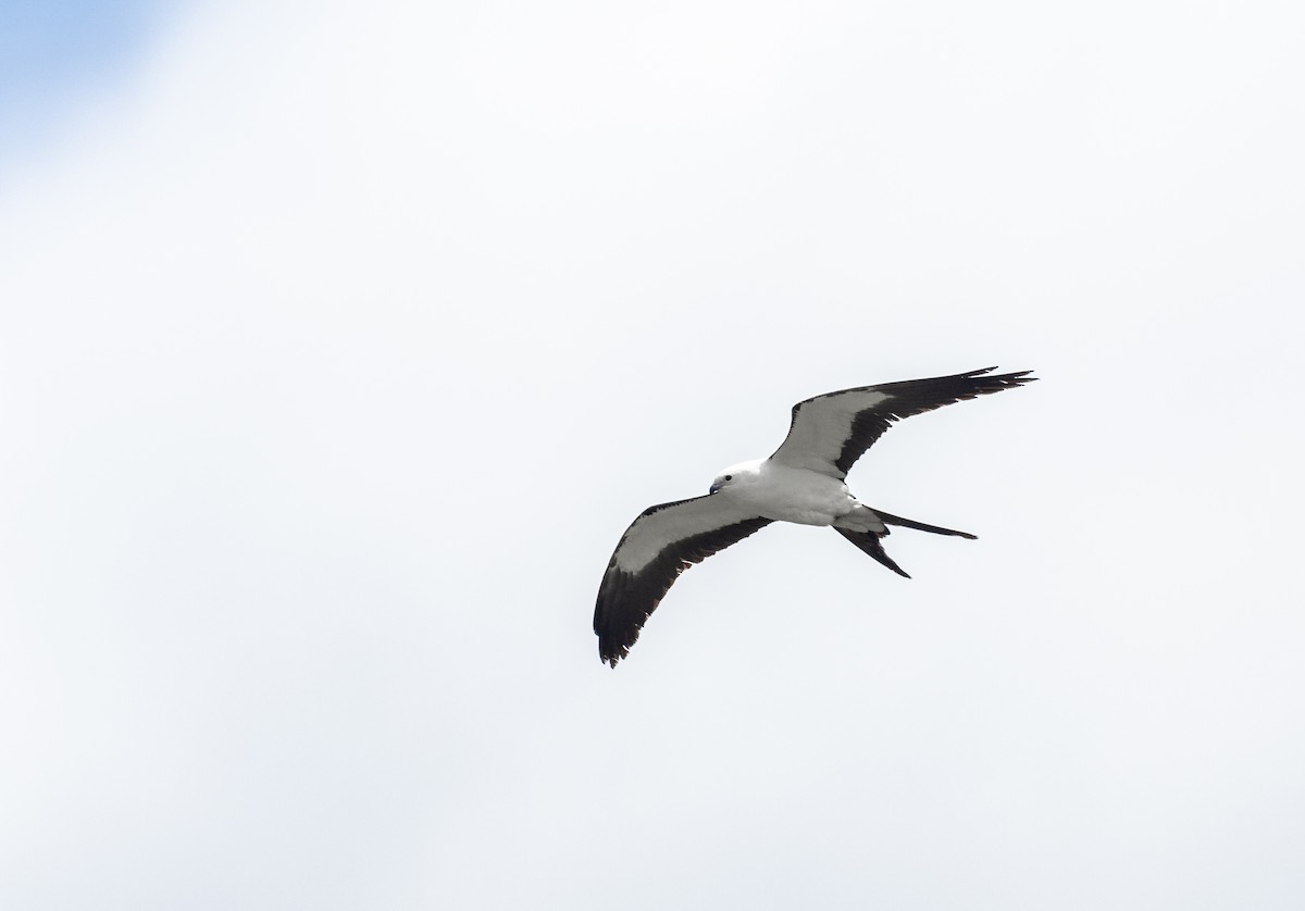 Swallow-tailed Kite - ML620243347