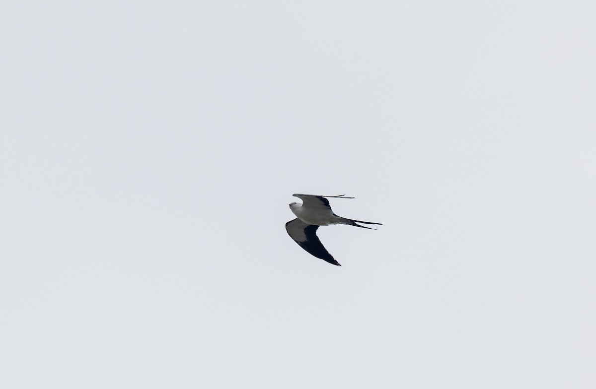 Swallow-tailed Kite - ML620243348
