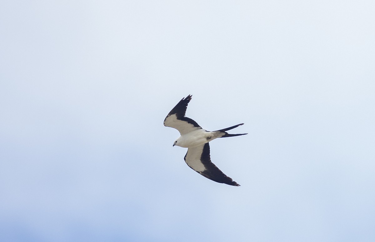 Swallow-tailed Kite - ML620243349