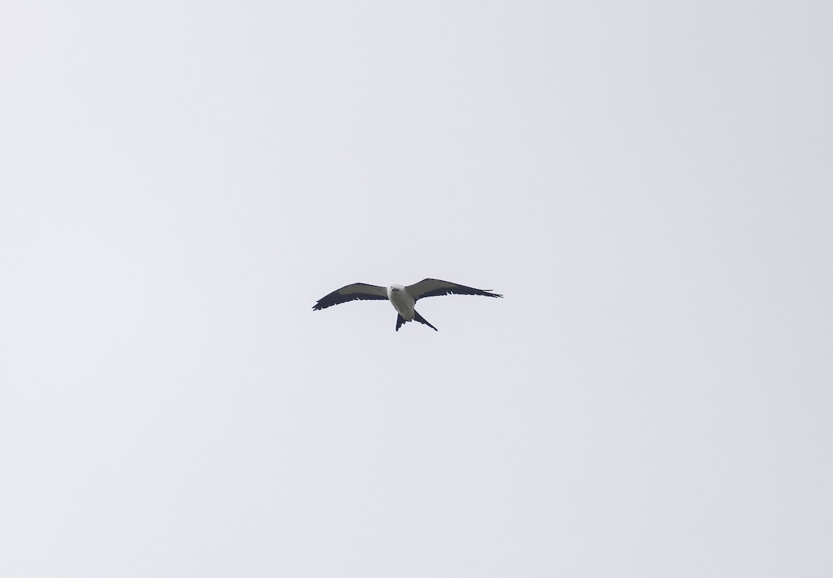 Swallow-tailed Kite - ML620243350