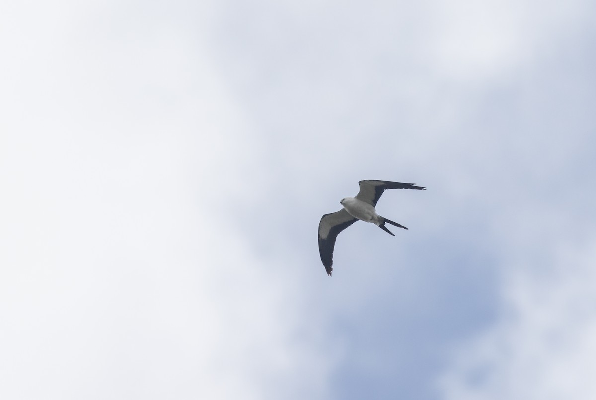 Swallow-tailed Kite - ML620243351