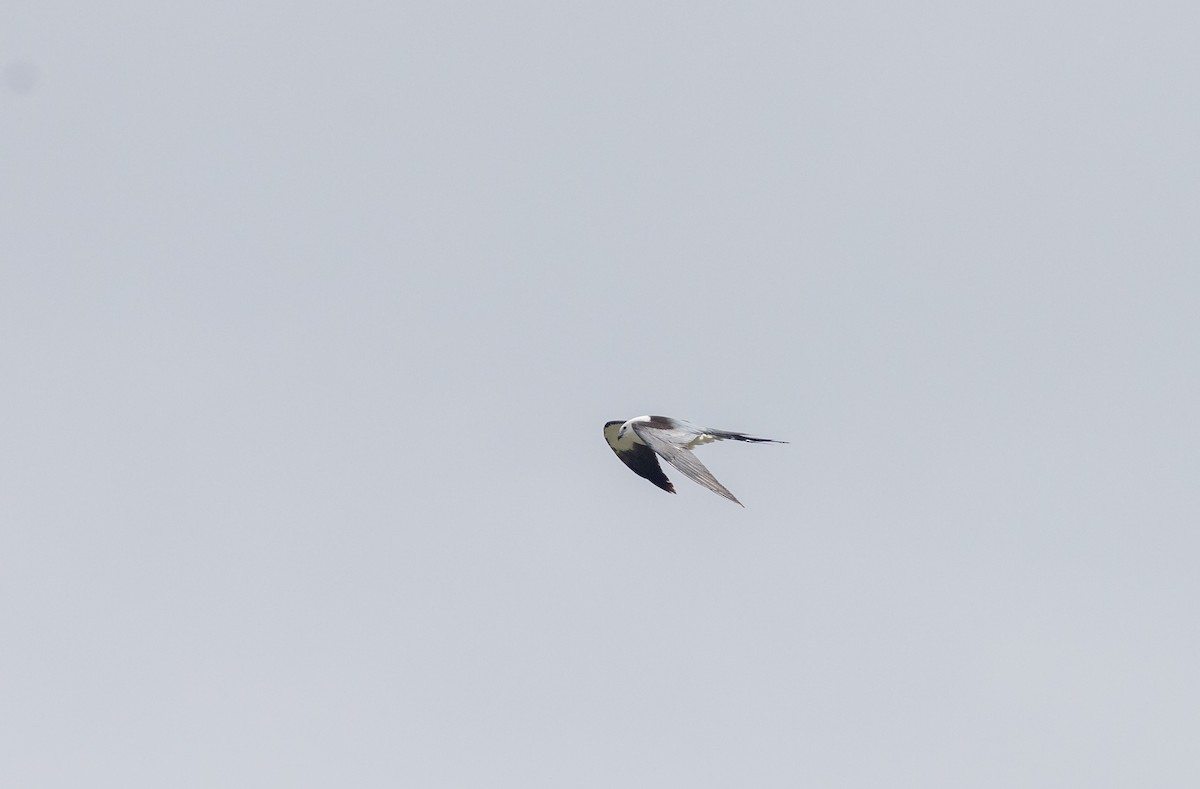 Swallow-tailed Kite - ML620243352
