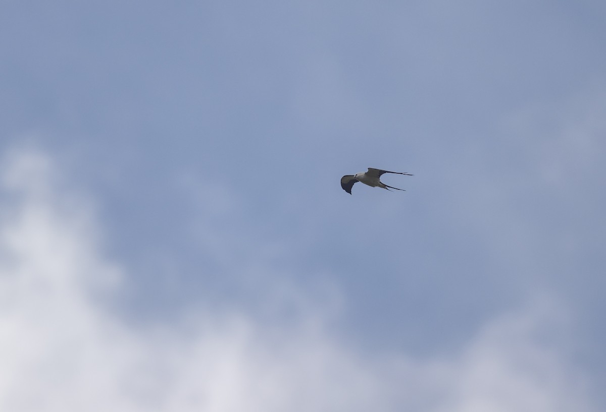 Swallow-tailed Kite - ML620243353