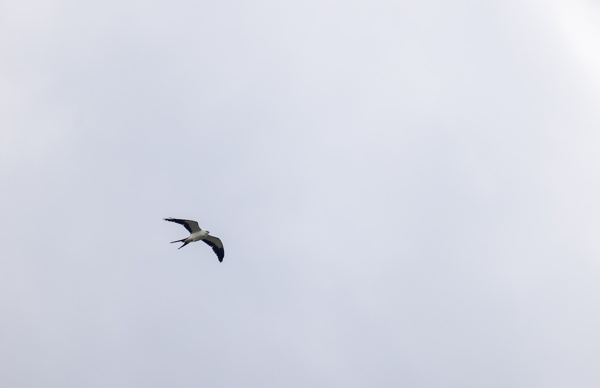 Swallow-tailed Kite - ML620243354