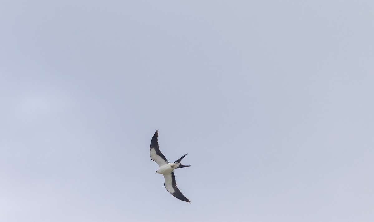 Swallow-tailed Kite - ML620243355