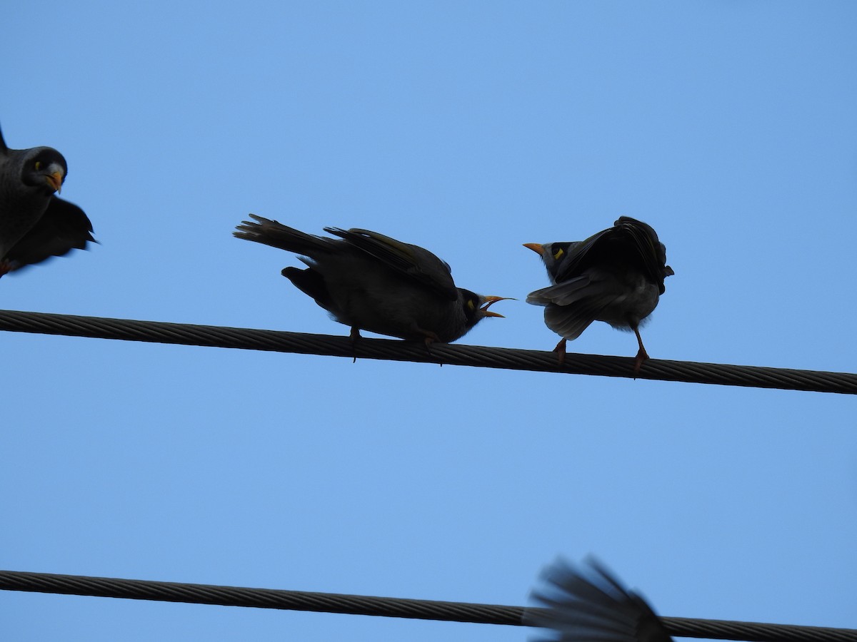 Noisy Miner - ML620243358