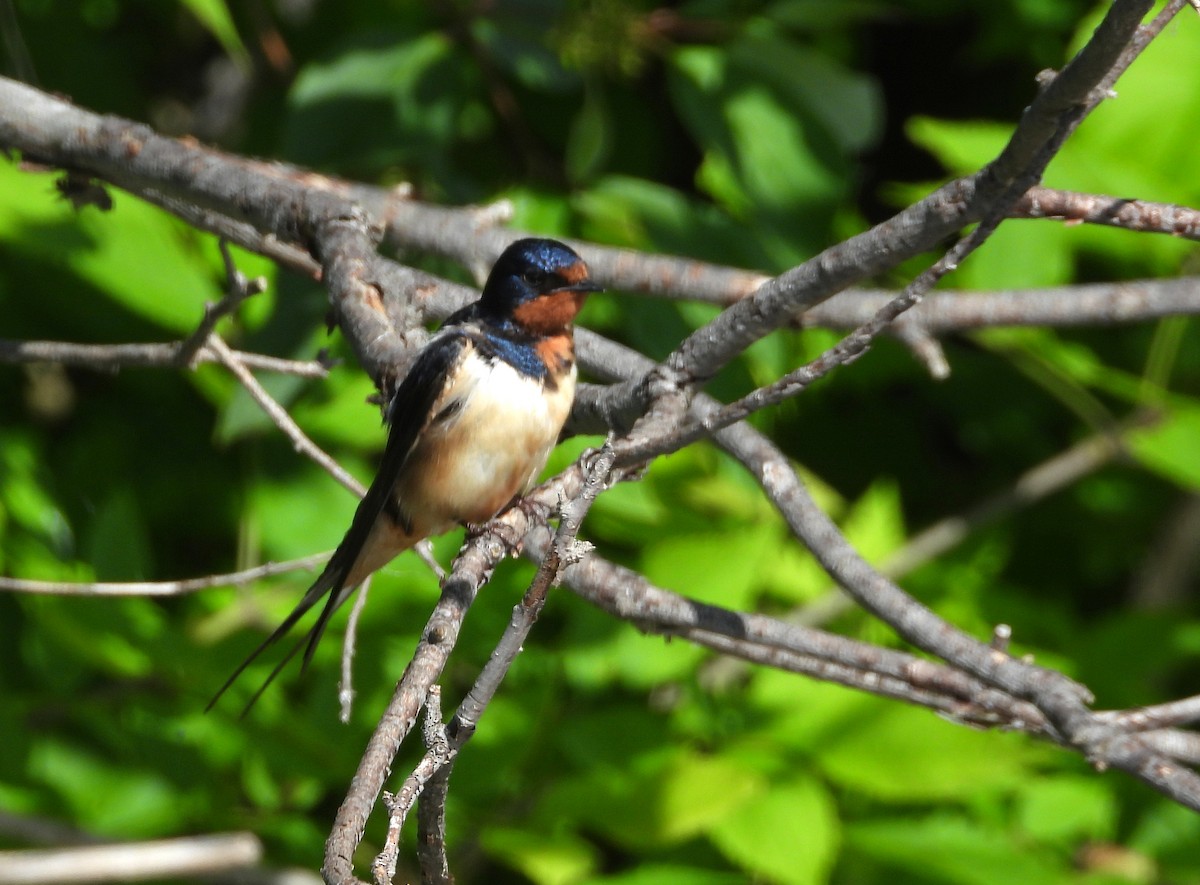 Barn Swallow - ML620243359