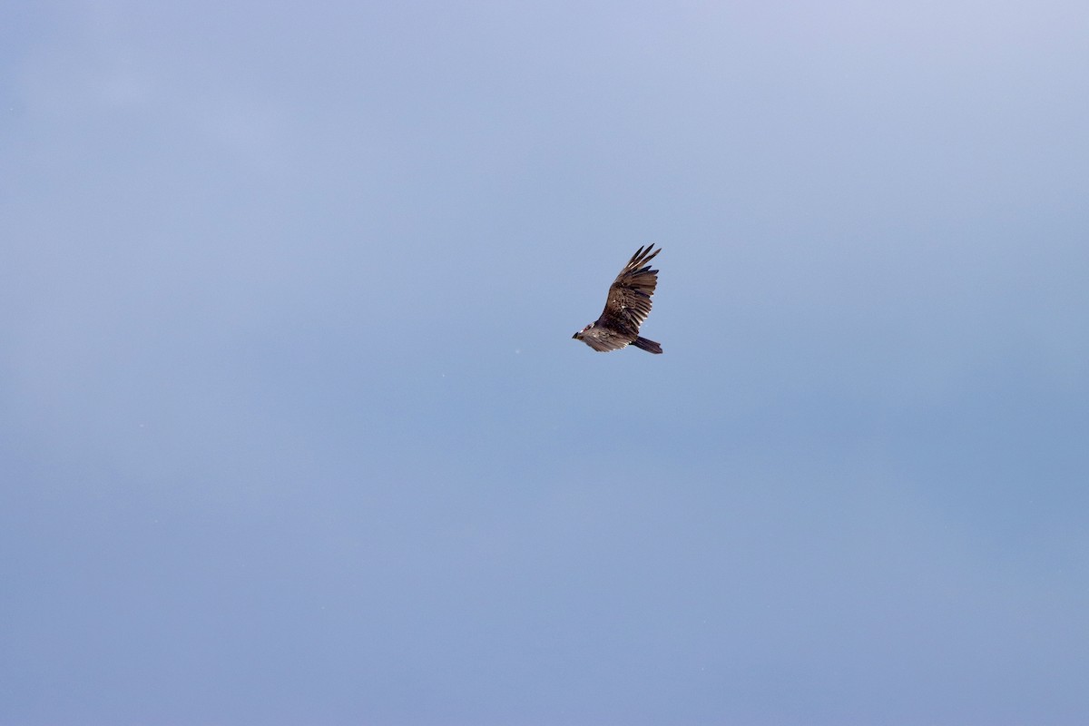 Turkey Vulture - ML620243360