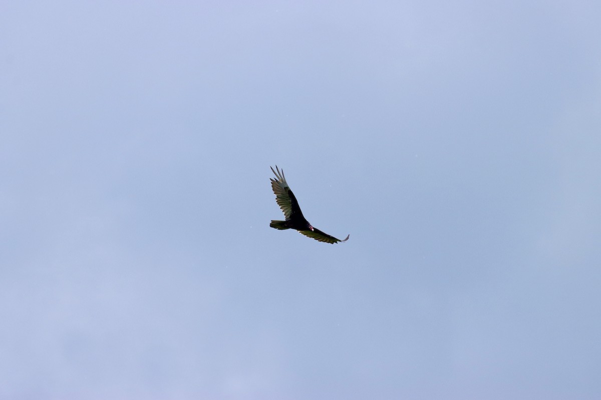 Turkey Vulture - ML620243361