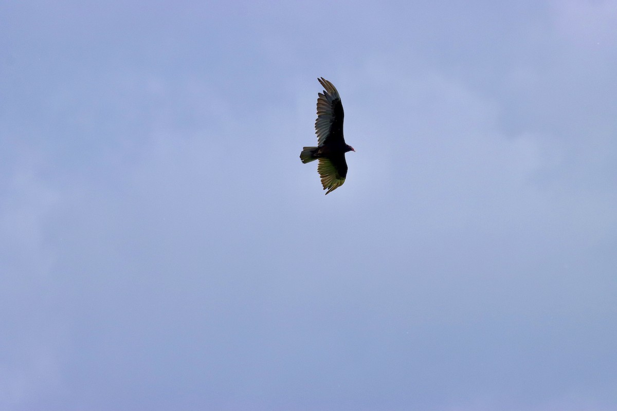 Turkey Vulture - ML620243362