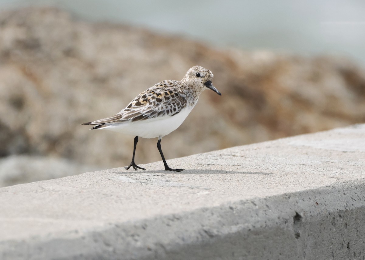 Bécasseau sanderling - ML620243364