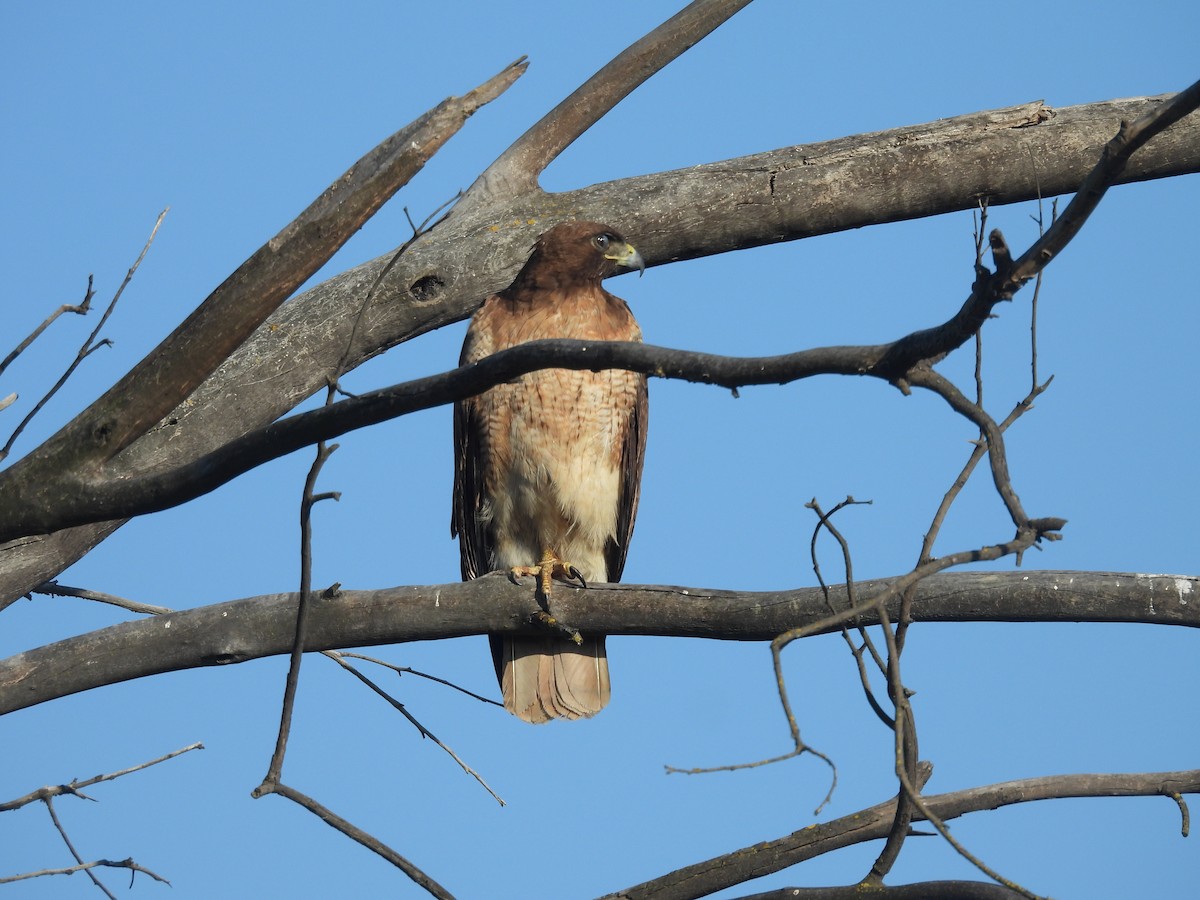 Rotschwanzbussard - ML620243366