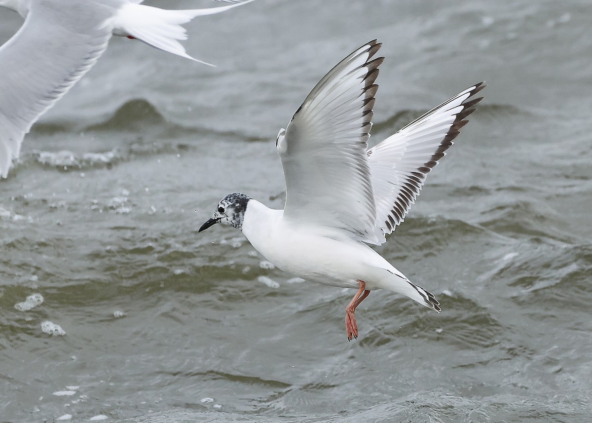 Mouette de Bonaparte - ML620243374