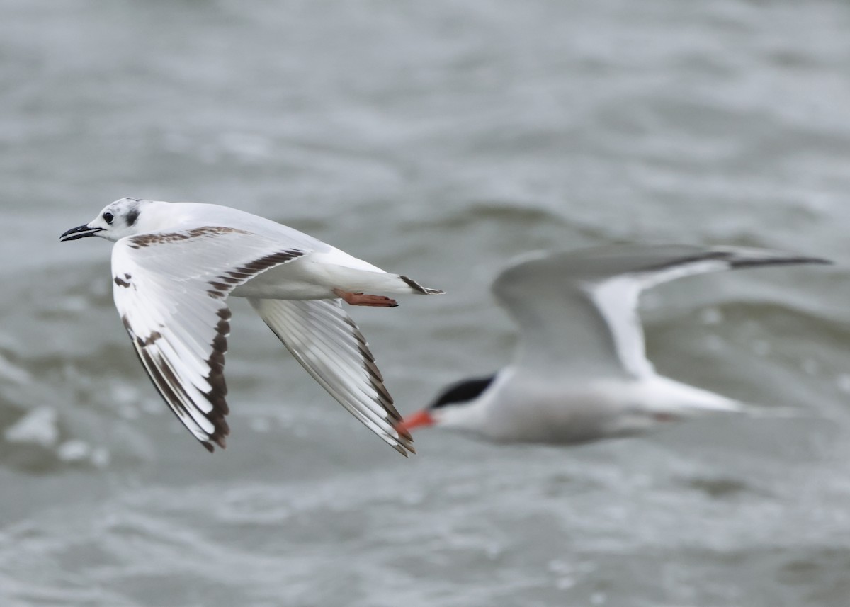 Mouette de Bonaparte - ML620243376