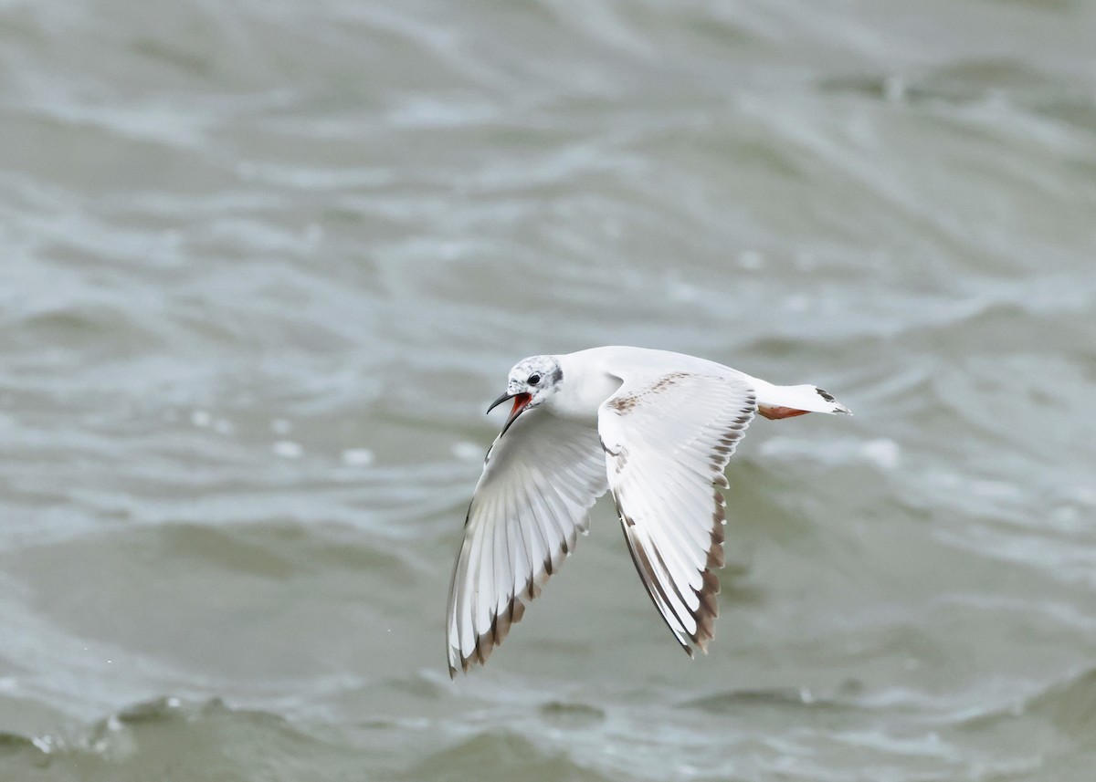 Bonaparte's Gull - ML620243377