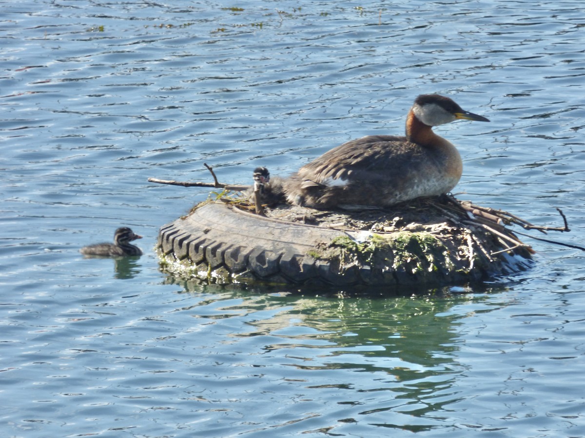 Red-necked Grebe - ML620243386