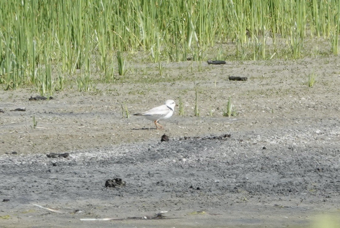 Piping Plover - ML620243392