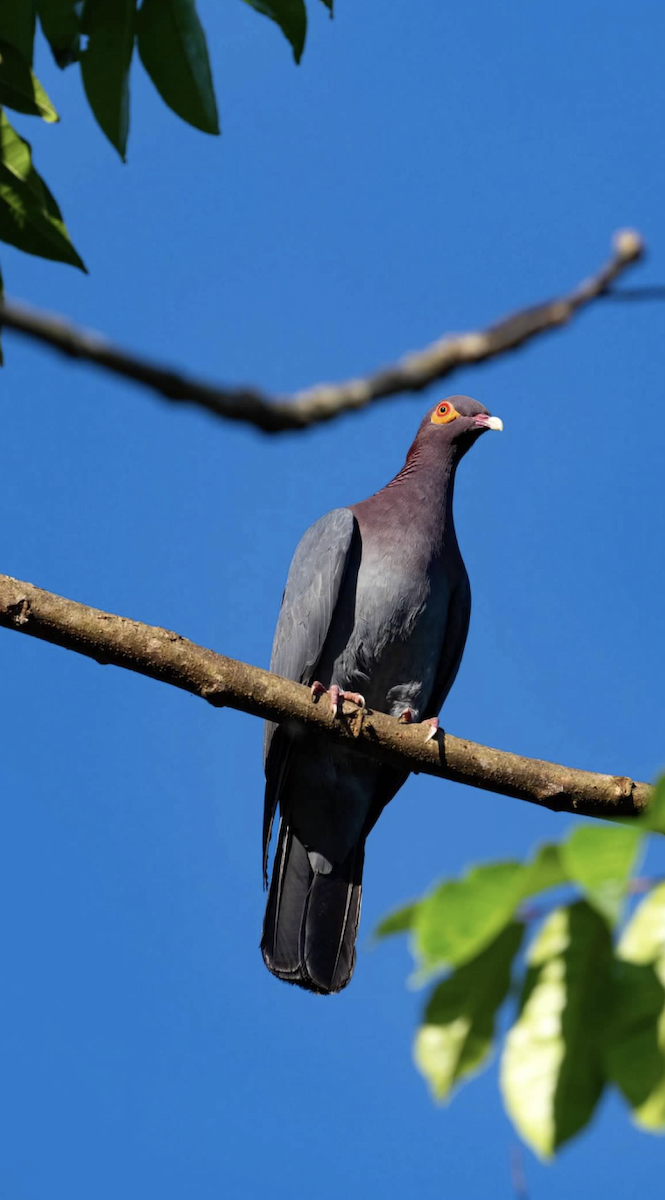Scaly-naped Pigeon - ML620243393
