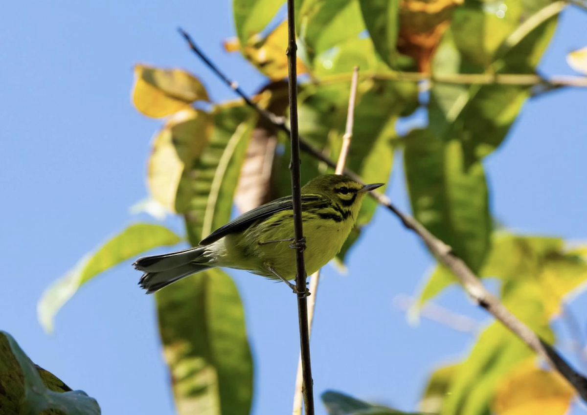 Prairie Warbler - ML620243395