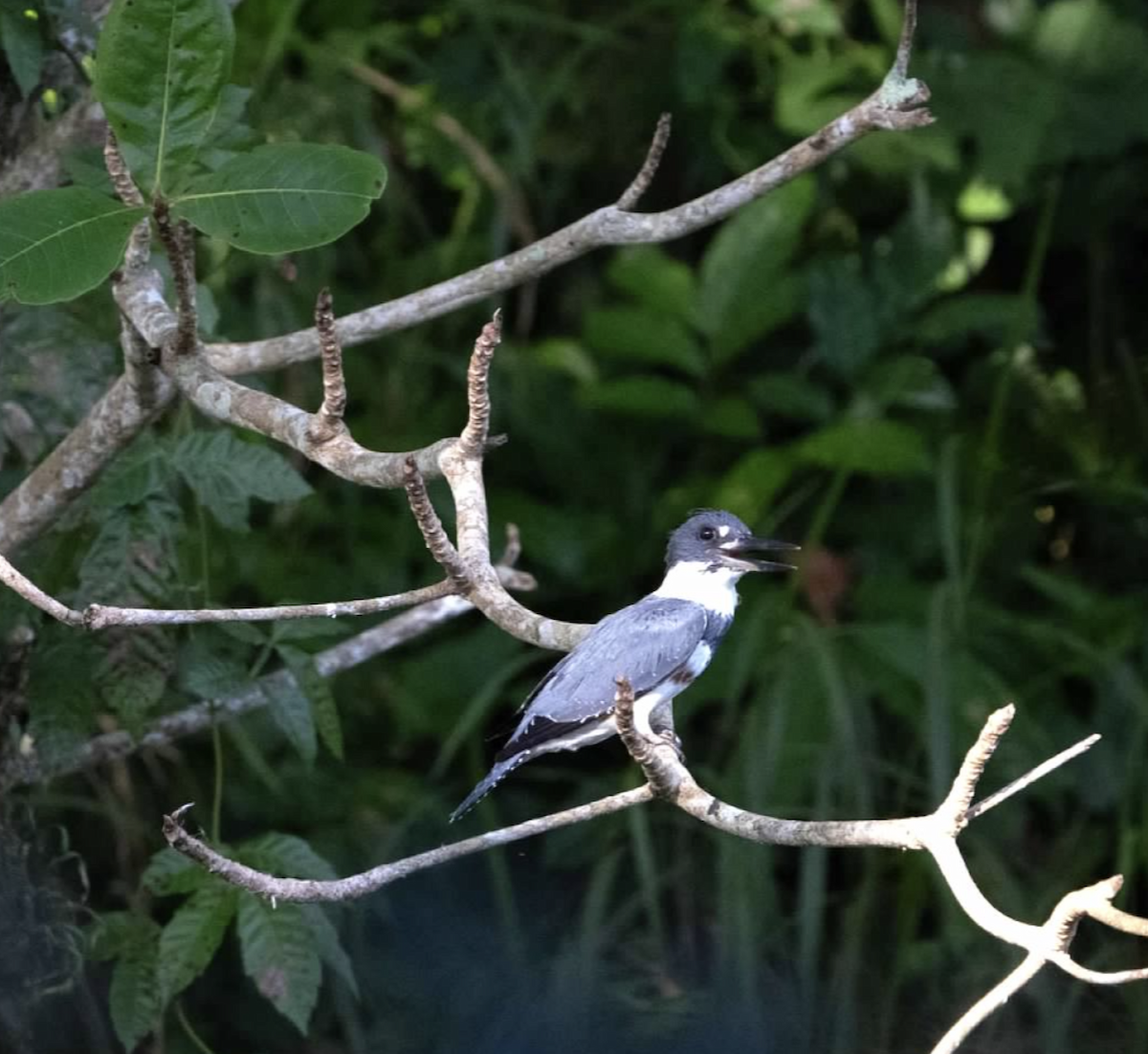 Belted Kingfisher - ML620243397