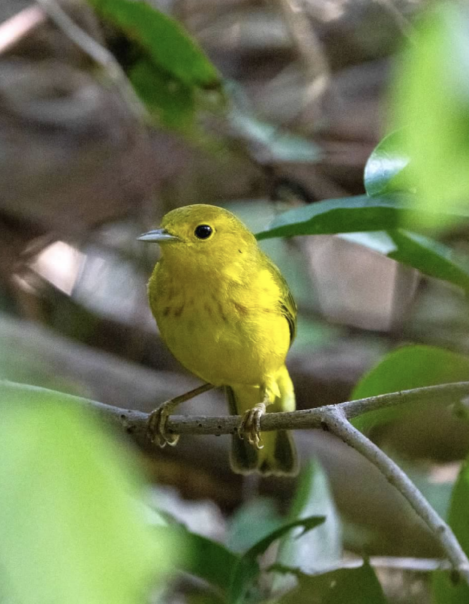 Cape May Warbler - ML620243399