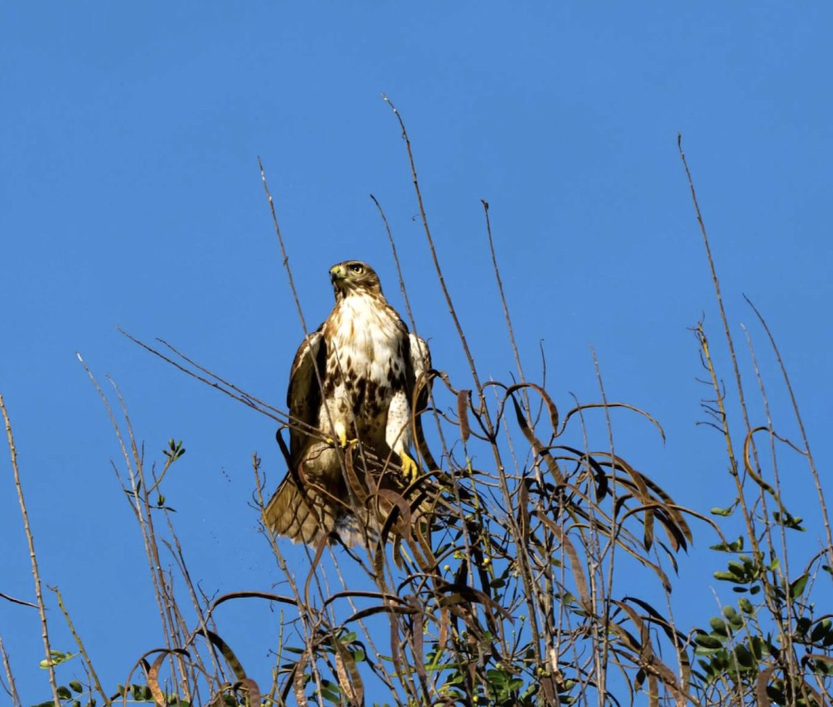 Red-tailed Hawk - ML620243400