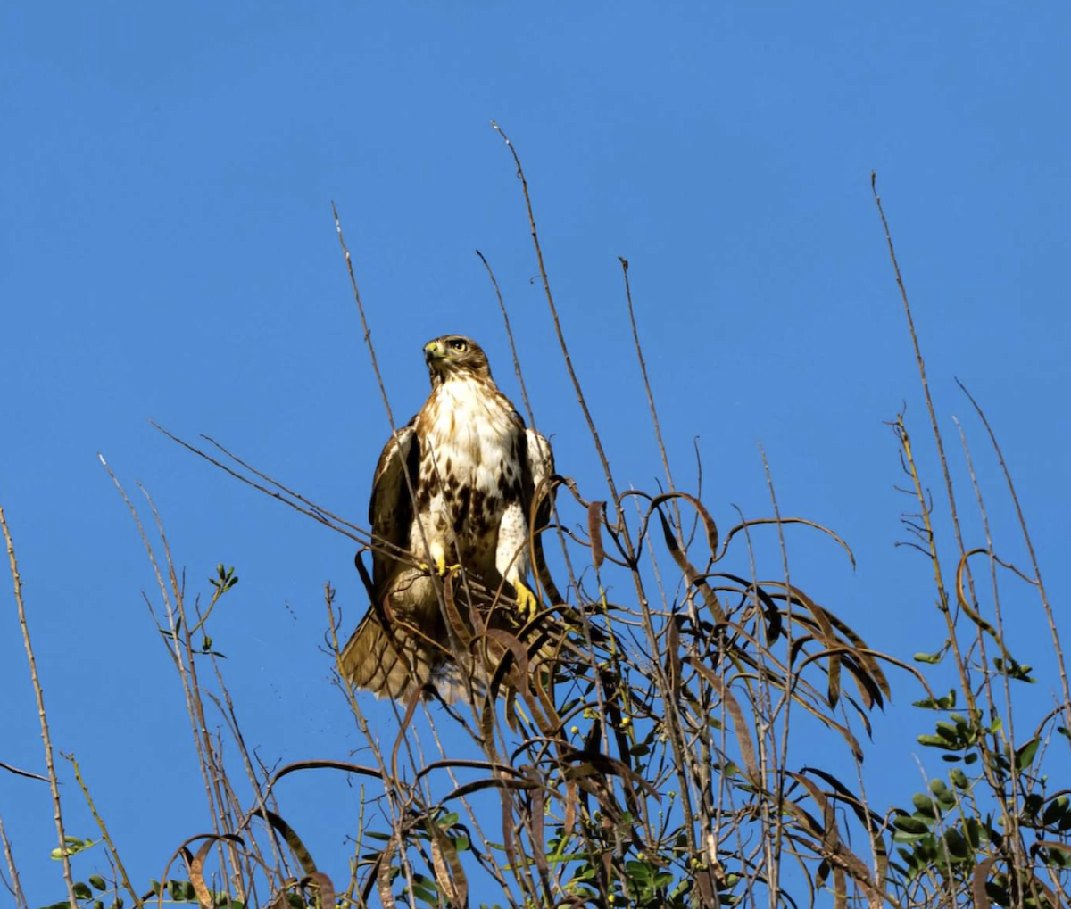 Rotschwanzbussard - ML620243400