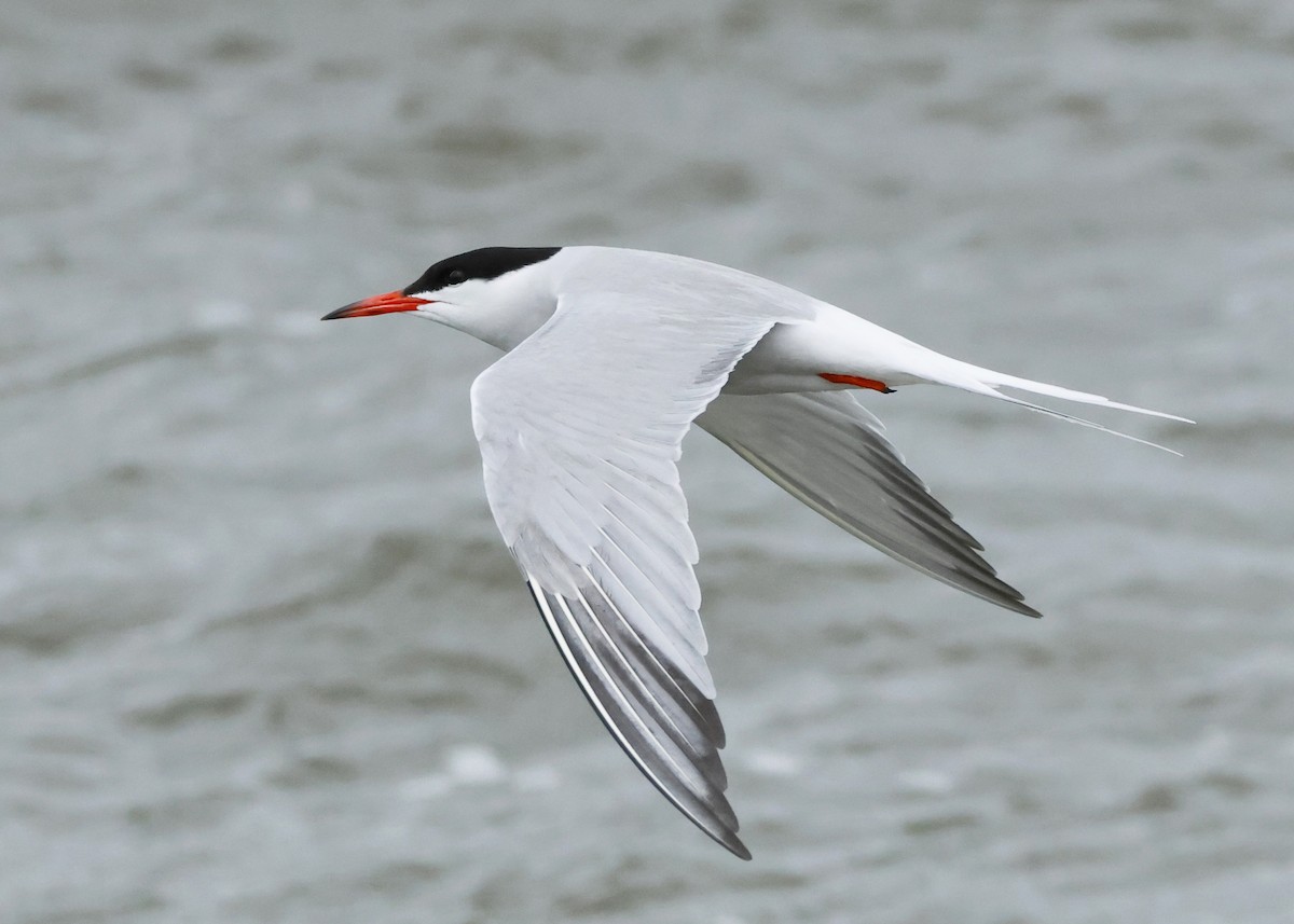 Common Tern - Manon English
