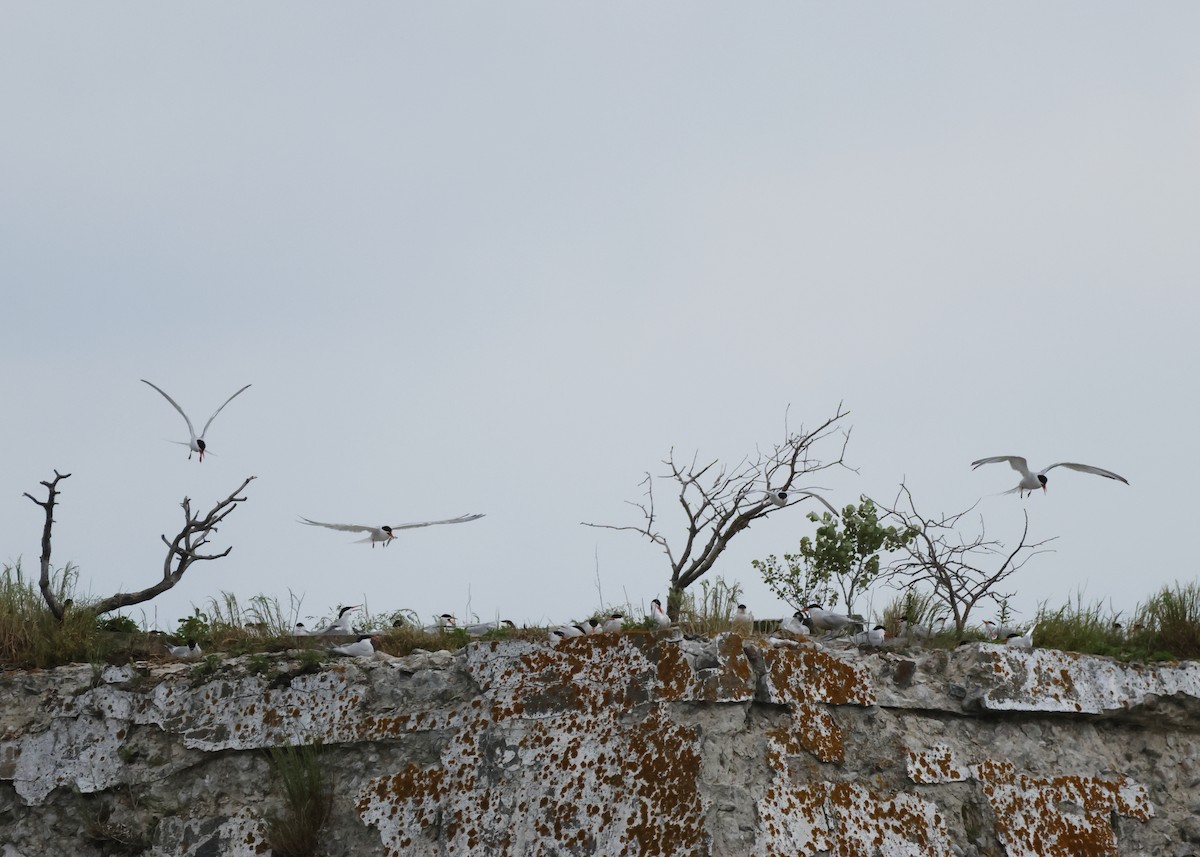 Common Tern - ML620243407