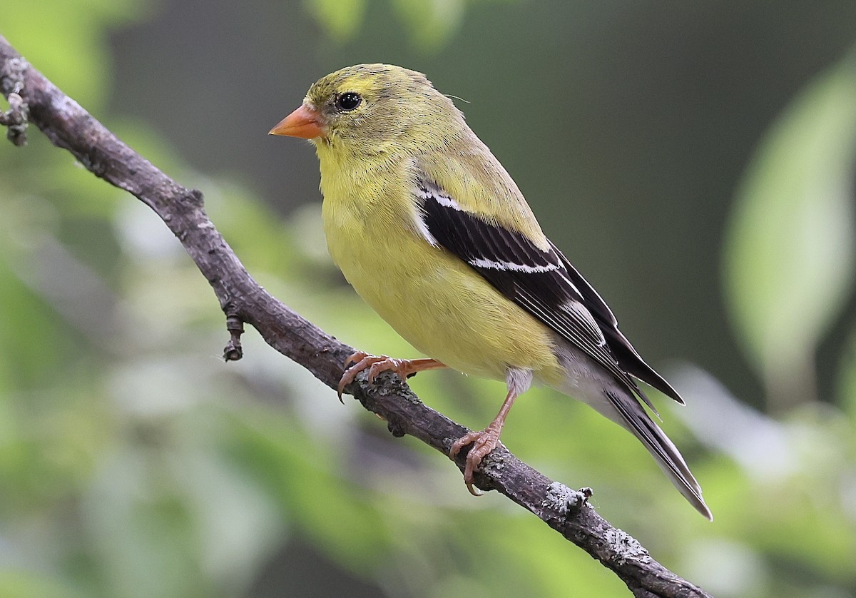 American Goldfinch - ML620243413