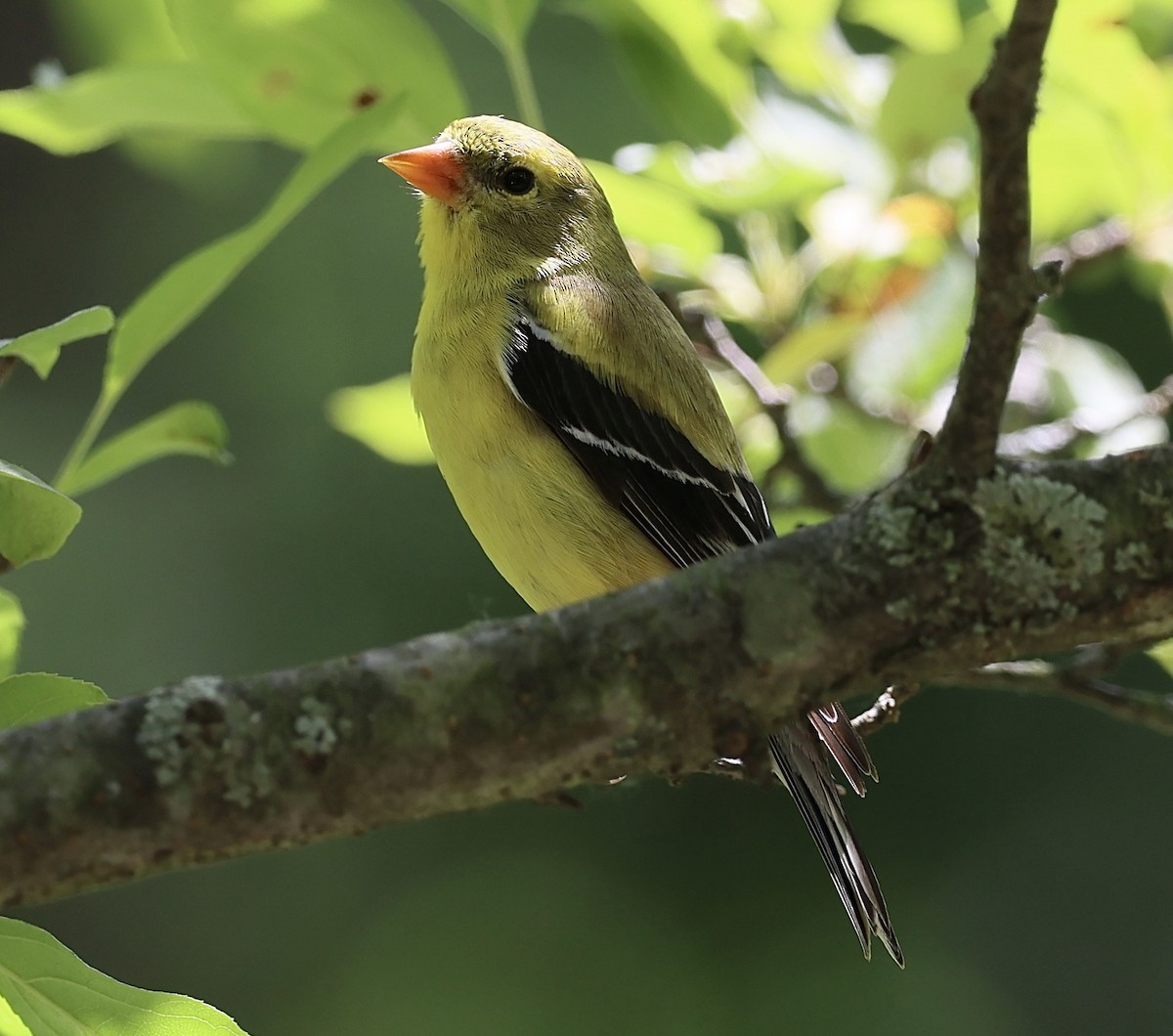 American Goldfinch - ML620243414