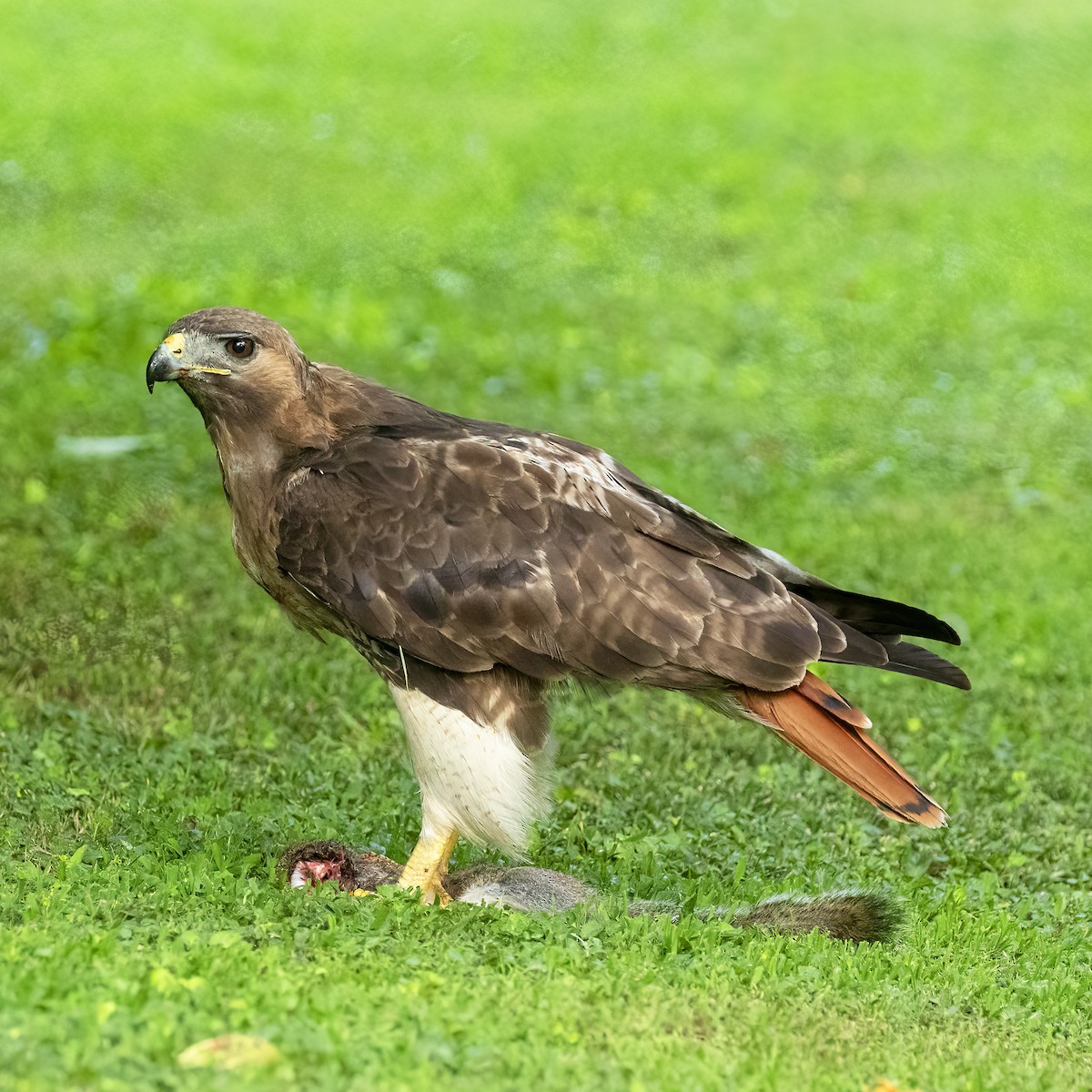 Red-tailed Hawk (borealis) - Dan Vickers