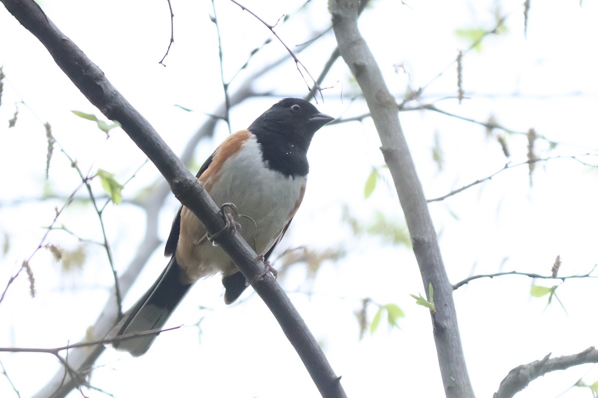 Eastern Towhee - ML620243423