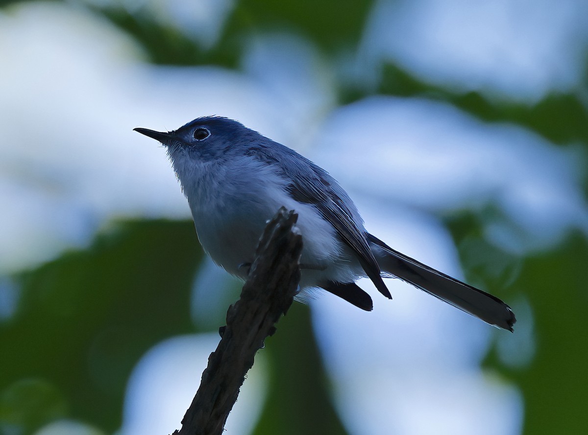 Blue-gray Gnatcatcher - ML620243429