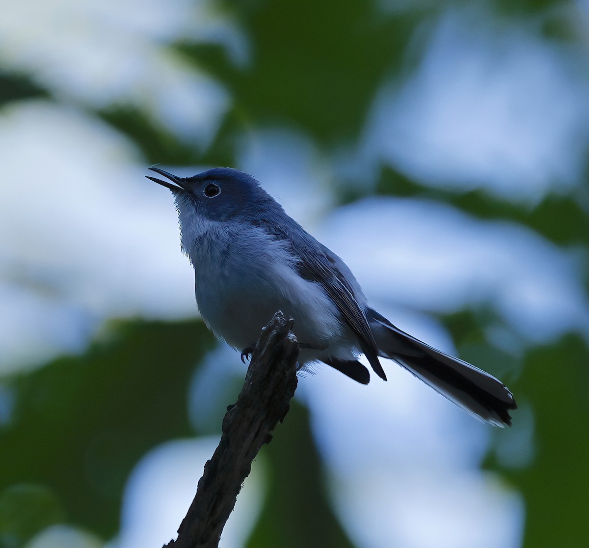 Blue-gray Gnatcatcher - ML620243431