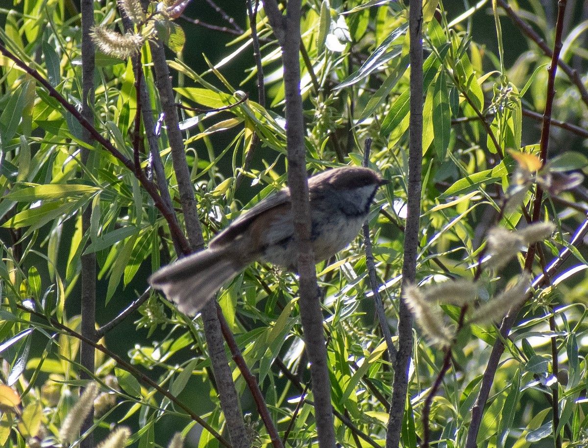 Boreal Chickadee - ML620243434