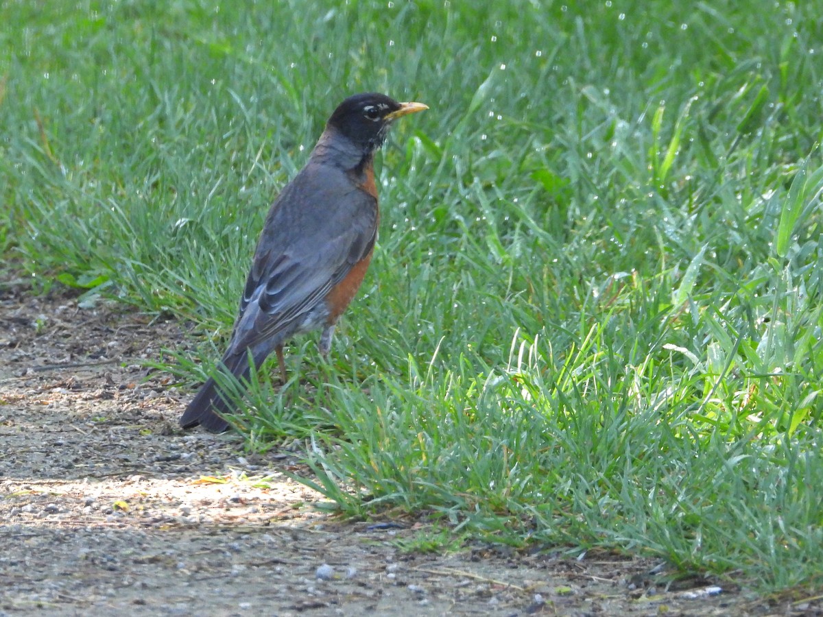 American Robin - ML620243435