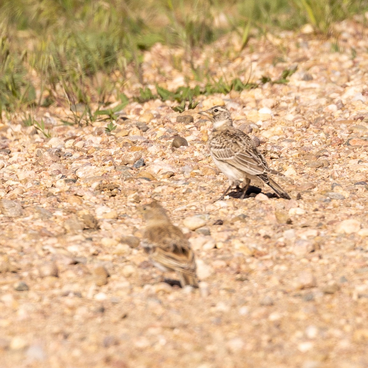 Thick-billed Longspur - ML620243437