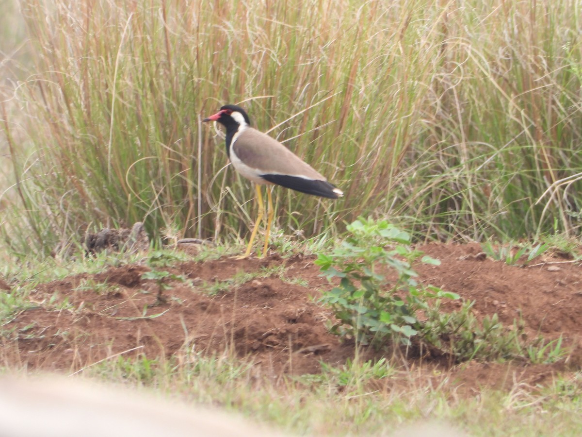 Red-wattled Lapwing - ML620243438