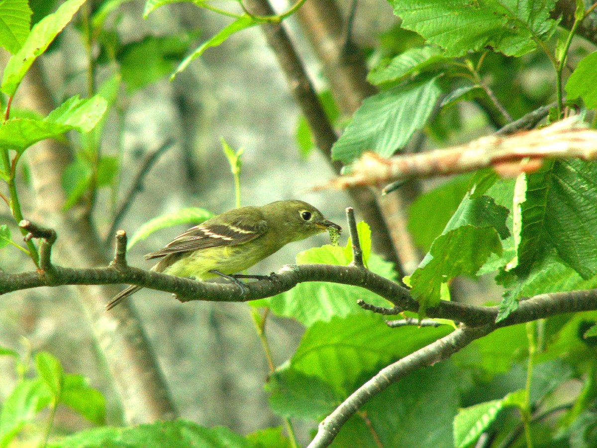 Moucherolle à ventre jaune - ML620243439