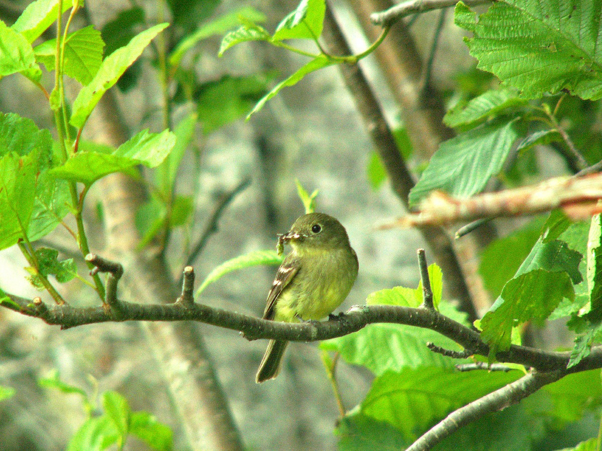 Yellow-bellied Flycatcher - ML620243440