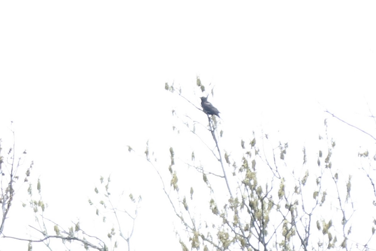 Red-winged Blackbird - ML620243447