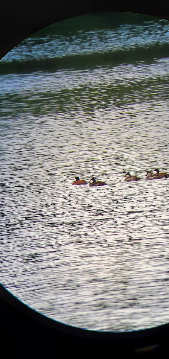 Ruddy Duck - ML620243450