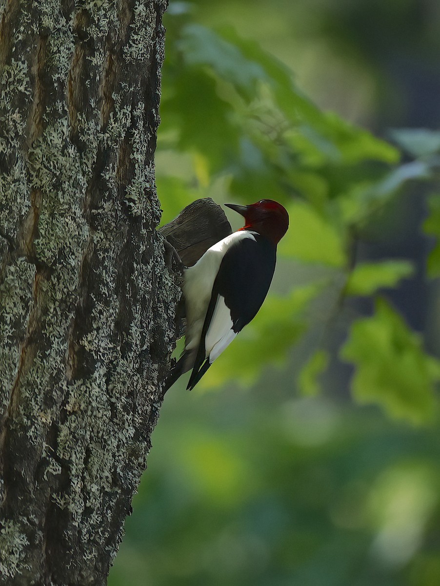 Red-headed Woodpecker - ML620243451