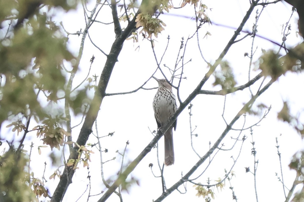 Brown Thrasher - ML620243454