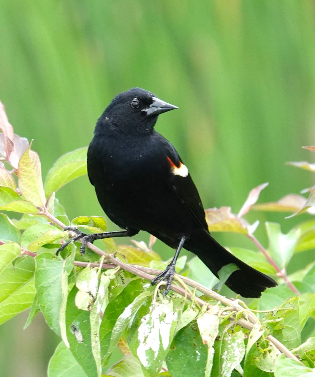 Red-winged Blackbird - ML620243455