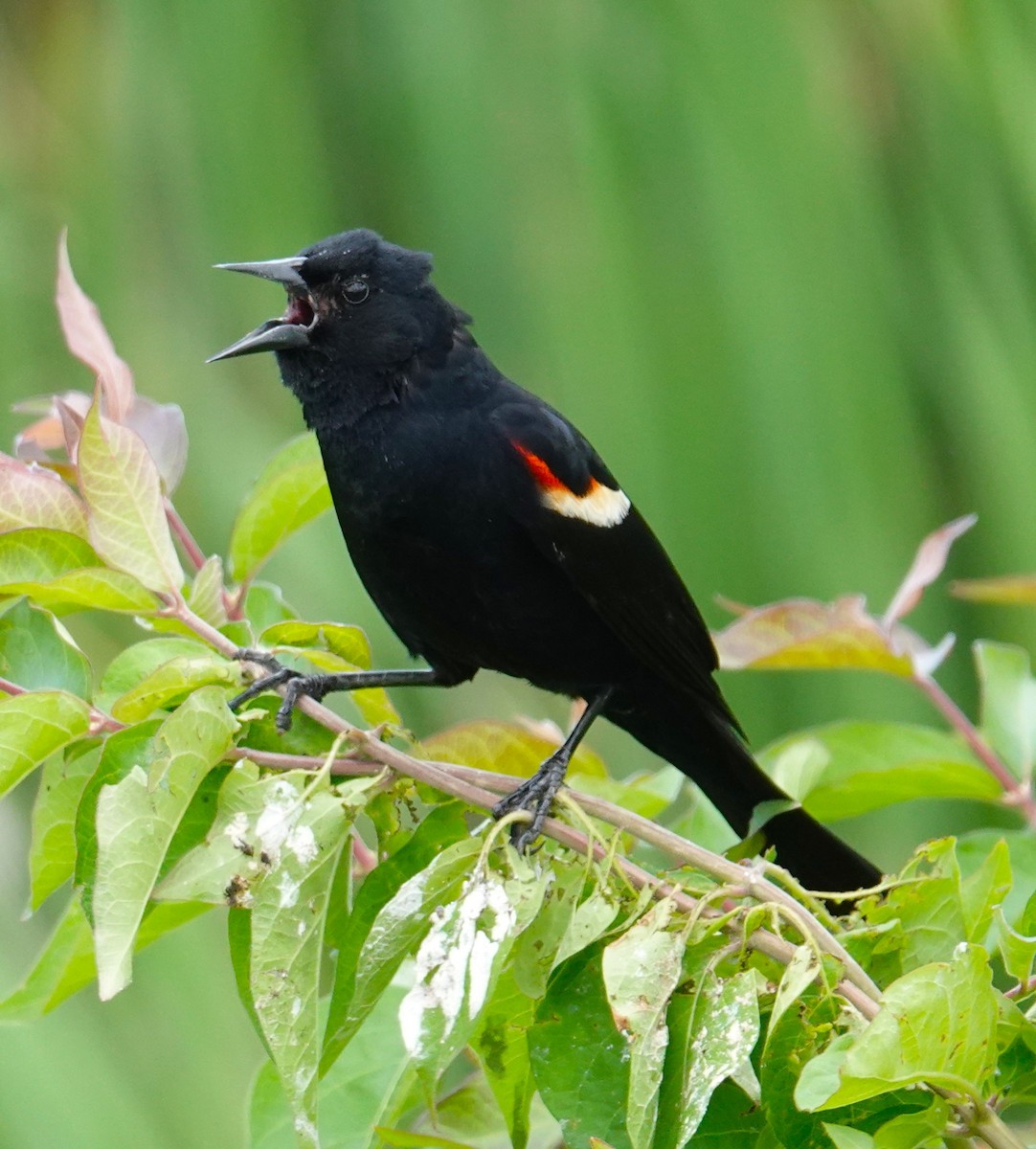 Red-winged Blackbird - ML620243456