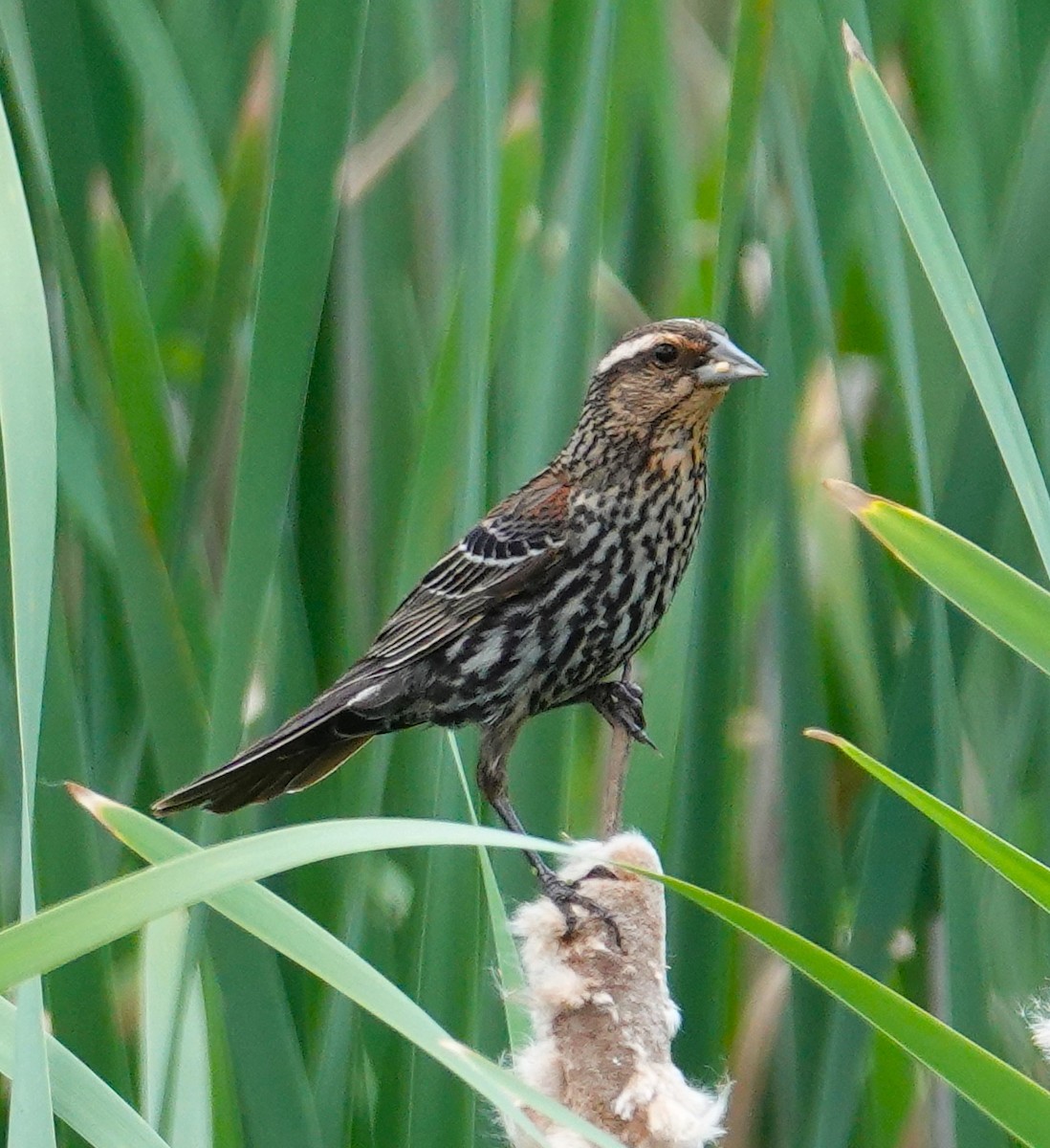 Red-winged Blackbird - ML620243459