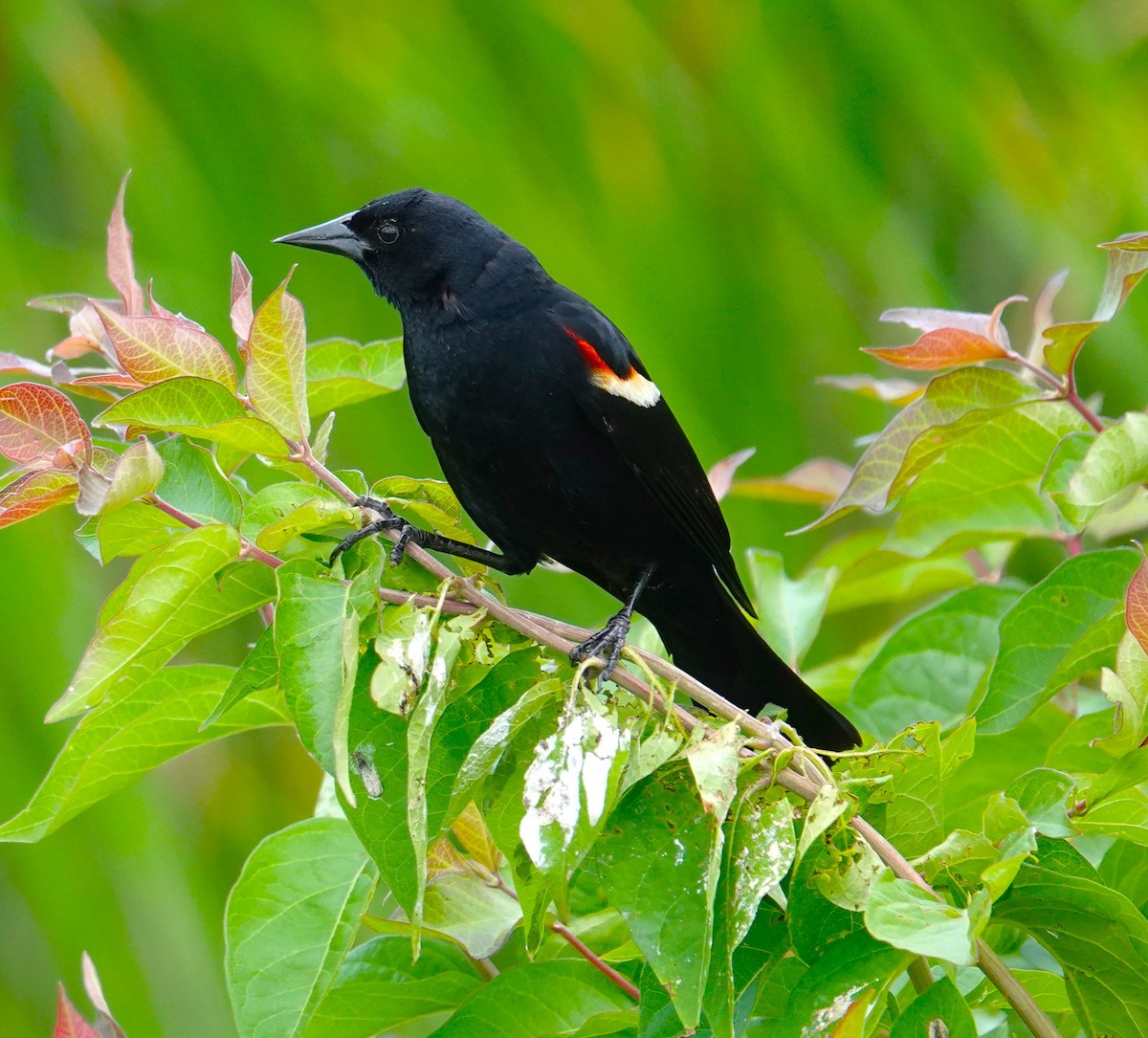 Red-winged Blackbird - ML620243461